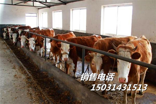 养牛场建设方案|肉牛养殖场设计图|养牛场规划设计方案