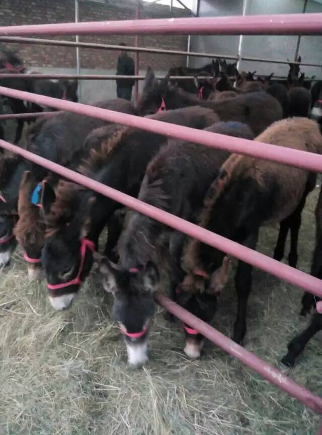 肉驴养殖