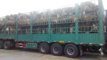 肉牛运输应急措施