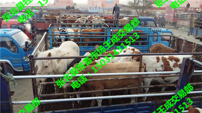 张北县牲畜市场