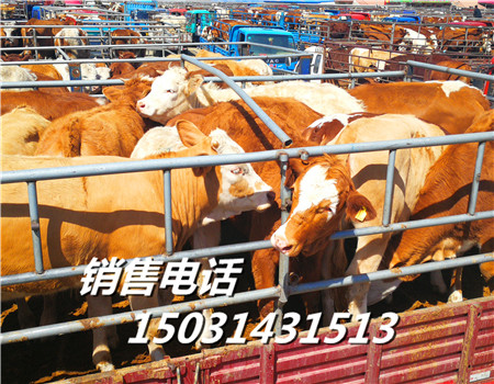 华北牲畜交易中心